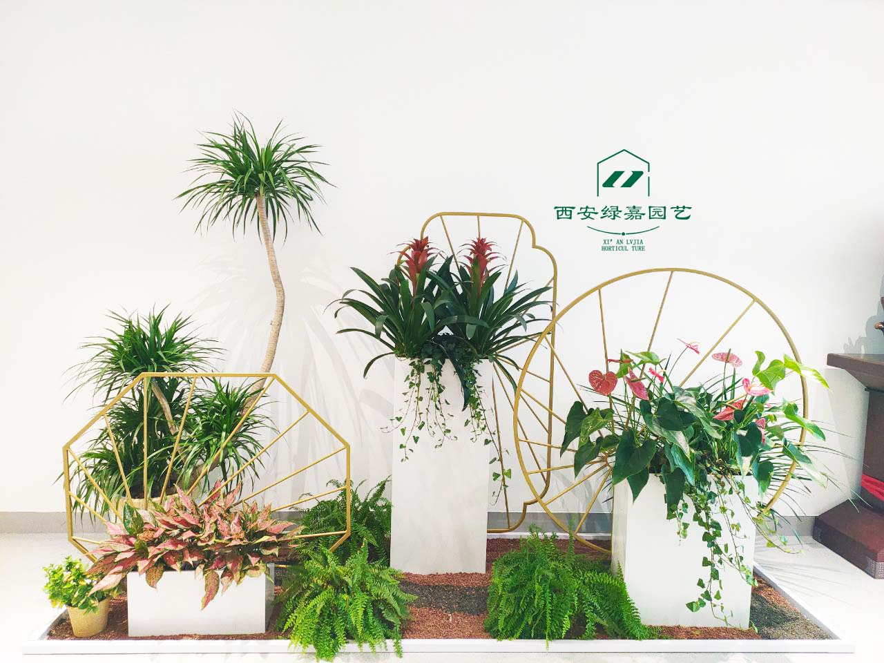 学校花卉绿植租赁