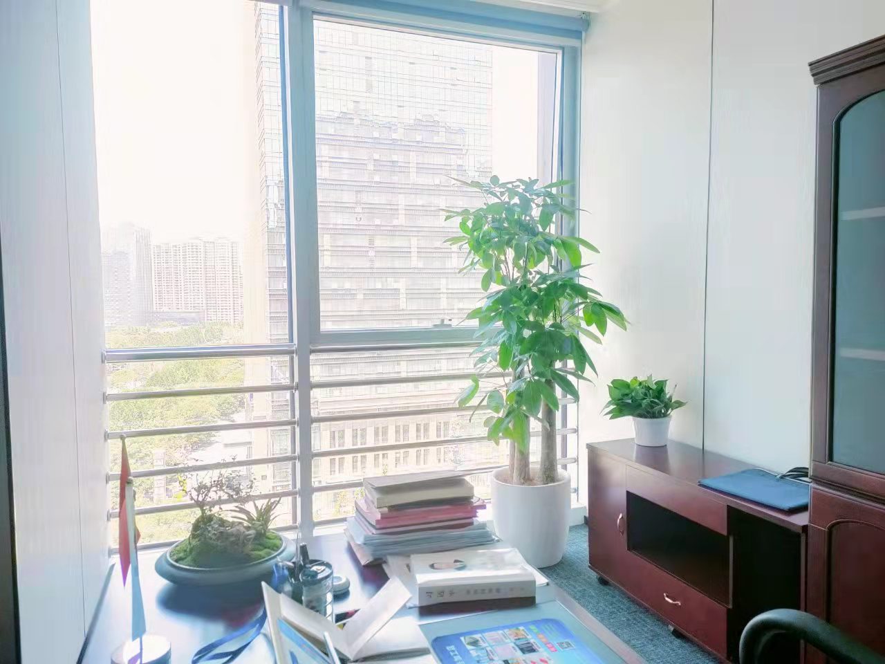 步步高发财树租摆租赁