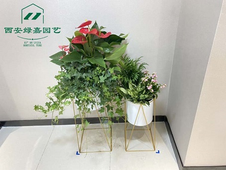 西安花卉租摆|花卉养护如何进行花期调控