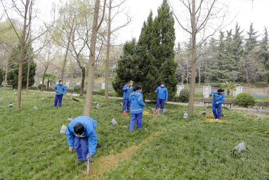 西安高新区工作人员正在清扫落叶，养护树木