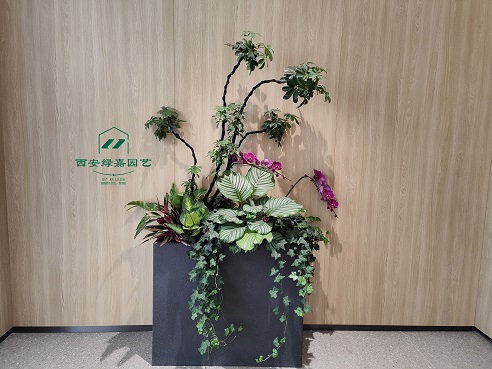 西安绿植租赁公司|西安绿嘉园艺