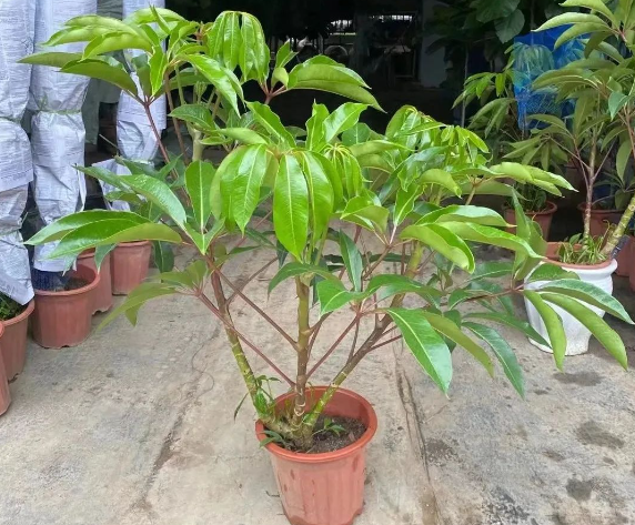 花卉绿植养护方法|西安绿嘉园艺