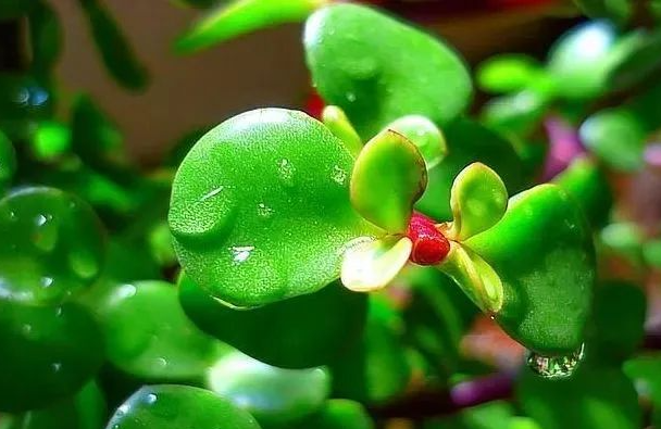 玉树养护方法|西安绿嘉园艺绿植租赁
