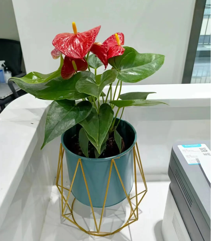 红掌养护方法|西安绿嘉园艺绿植租赁