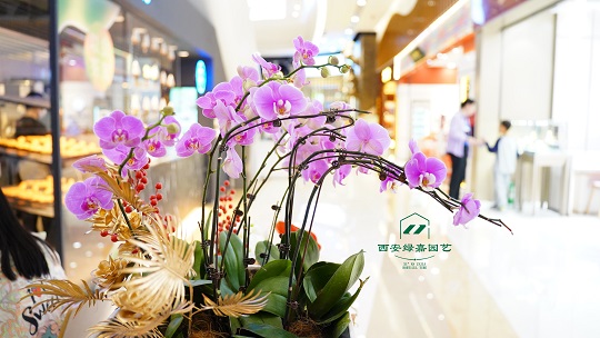 办公室绿植租赁怎么摆放才能增加运势？