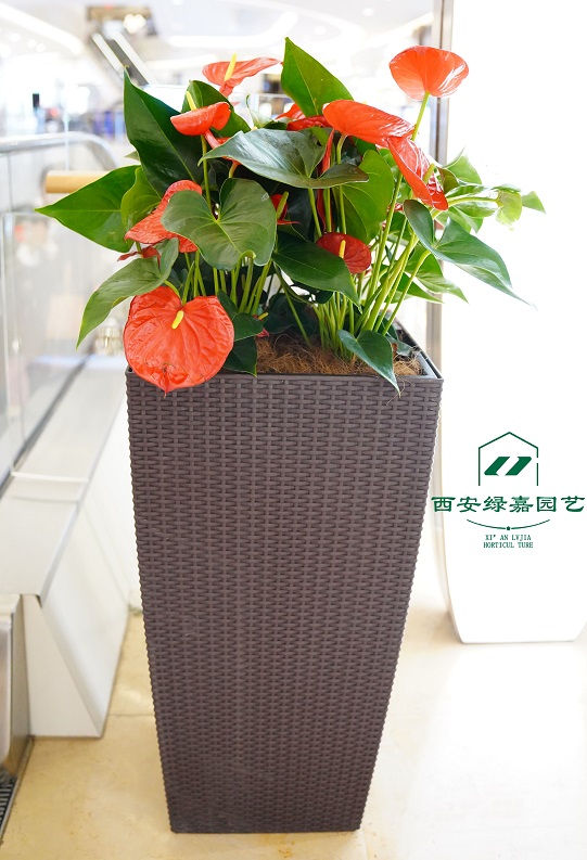绿植租赁公司|西安绿嘉园艺