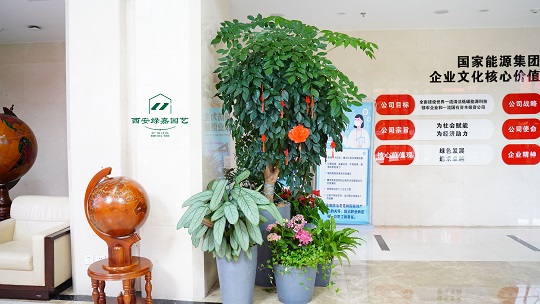 这些绿植租赁盆栽，是快乐办公的基本标准