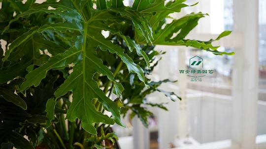 绿植租赁设计潮流，快丢掉千篇一律的复制