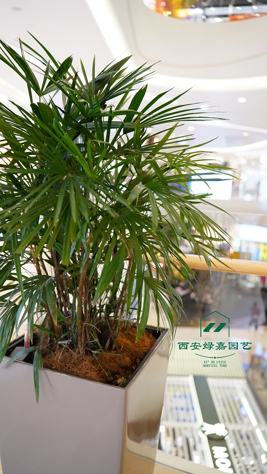 西安绿植租赁案例|西安绿嘉园艺
