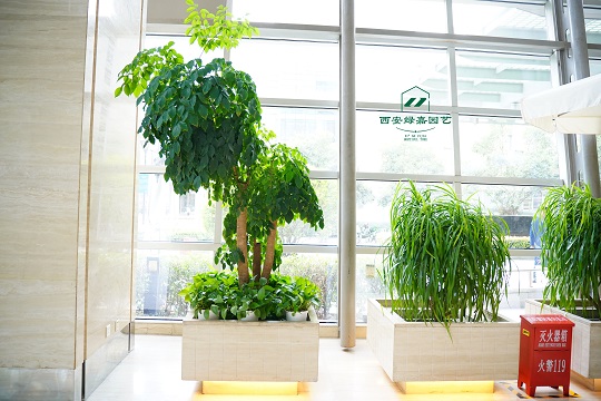 西安绿植租赁公司|西安绿嘉园艺