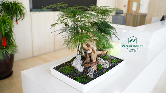 西安花卉租赁|西安绿嘉园艺