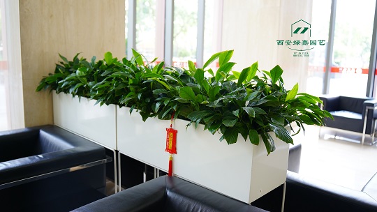 西安银行花卉租赁摆放案例