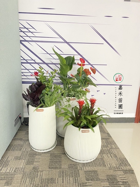 西安绿植租赁价格|西安绿嘉园艺