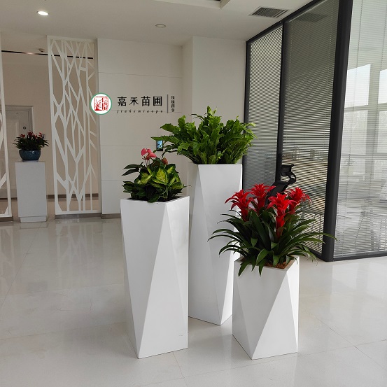 西安绿植租赁公司|西安绿嘉园艺