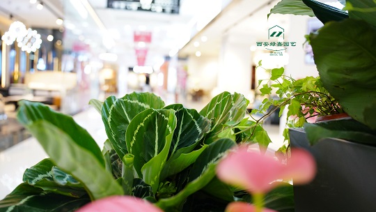 空间绿植租赁设计让办公地也拥有四季繁花