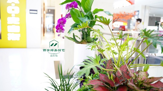 室内绿植租赁设计|西安绿嘉园艺