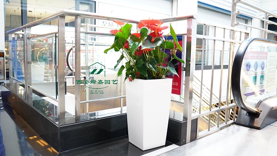 室内绿植租摆设计|西安绿嘉园艺