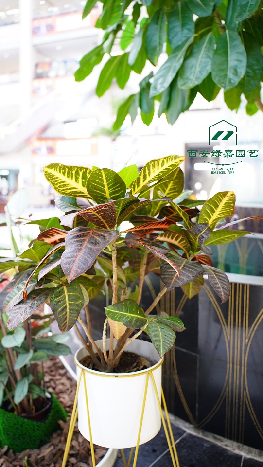 西安绿植租摆价格|西安绿嘉园艺