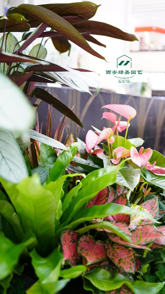 西安绿植租摆电话|15202909185西安绿嘉园艺