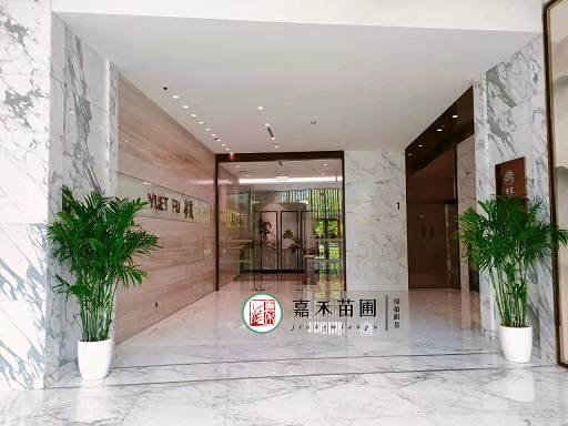 绿植租赁│你因为办公室绿植死掉被领导骂了多少次？