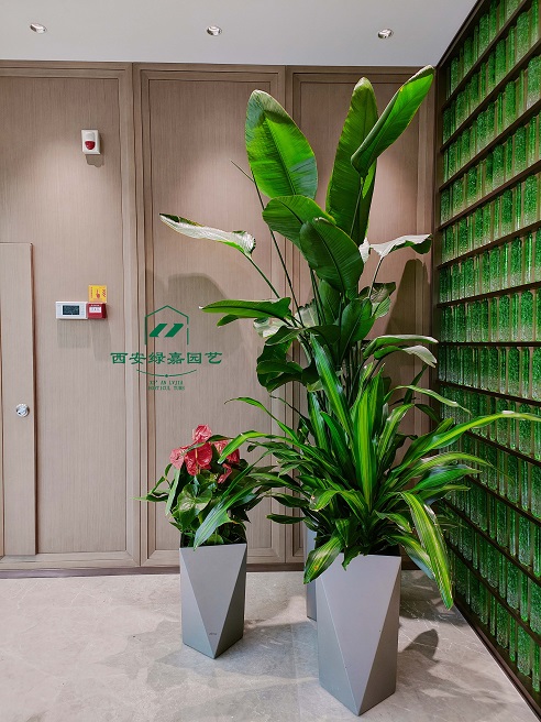 西安酒店绿植租赁展示|西安绿嘉园艺