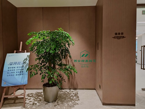 西安酒店绿植租赁公司|西安绿嘉园艺