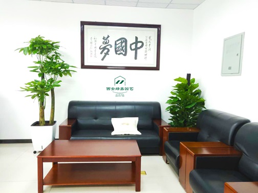 西安高新区的办公室内绿植租赁现场案例