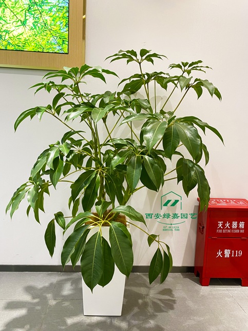 西安绿植租赁商家|西安绿嘉园艺