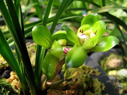 “春兰皇后”——绿云，一款极品兰花