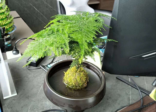 文竹天生有4个“弱点”，养它之前要先知道