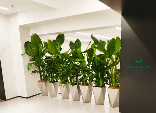 西安绿嘉园艺绿植租摆公司 西安绿嘉园艺绿植租摆公司
