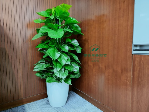 西安办公室绿植租赁|西安绿嘉园艺 西安办公室绿植租赁|西安绿嘉园艺