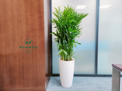 西安绿嘉园艺办公室绿植租赁 西安绿嘉园艺办公室绿植租赁