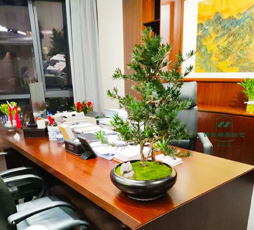 西安绿嘉园艺写字楼绿植租赁 西安绿嘉园艺写字楼绿植租赁