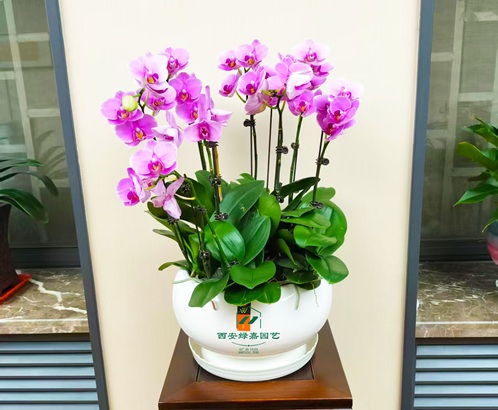 西安办公室花卉租赁|西安绿嘉园艺 西安办公室花卉租赁|西安绿嘉园艺