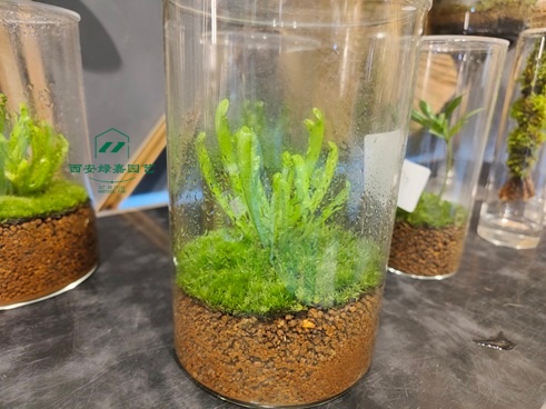 西安绿植租摆|西安绿嘉园艺