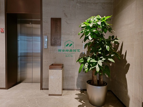 谁说冬天发财树难养？掌握5个重点，枝条粗壮不黄叶