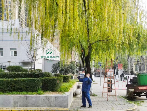 西安校区绿化养护|西安绿嘉园艺 西安校区绿化养护|西安绿嘉园艺