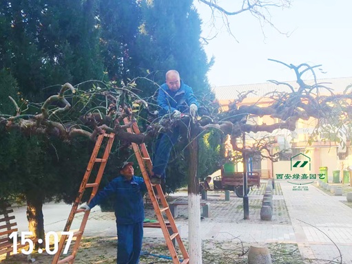 西安园林绿化养护|西安绿嘉园艺 西安园林绿化养护|西安绿嘉园艺