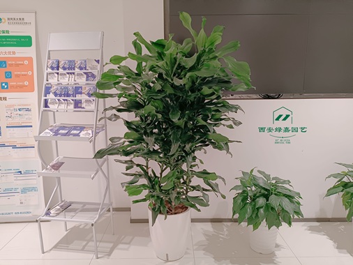 西安写字楼绿植租摆|西安绿嘉园艺 西安写字楼绿植租摆|西安绿嘉园艺