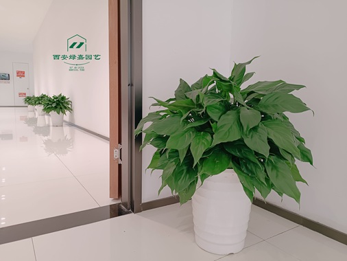 西安花卉租摆公司|西安绿嘉园艺 西安花卉租摆公司|西安绿嘉园艺