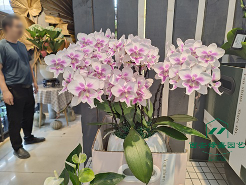 春节前，给蝴蝶兰做好3件事，猛长新根开花旺！