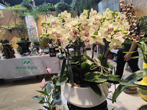 西安花卉租赁商家|西安绿嘉园艺 西安花卉租赁商家|西安绿嘉园艺