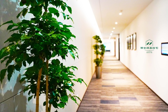 西安办公绿植租赁优选绿嘉园艺！二十余年深耕，靠谱实力之选