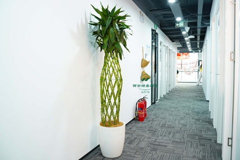 西安办公室走廊绿植租赁|西安绿嘉园艺 西安办公室走廊绿植租赁|西安绿嘉园艺