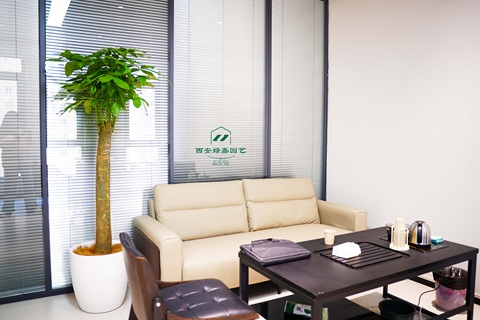 西安花卉租摆服务商|西安绿嘉园艺