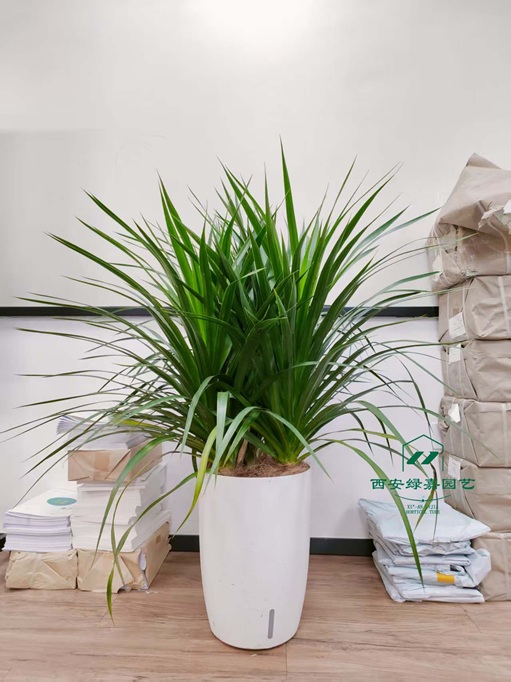 西安花卉租摆|西安绿嘉园艺