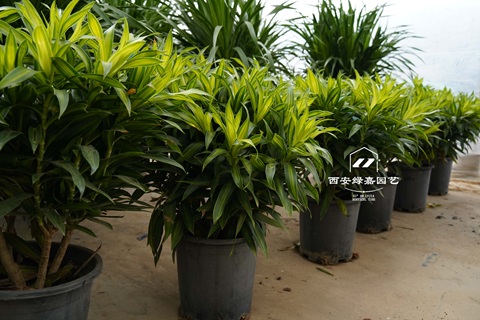 西安绿植租摆基地-西安绿嘉园艺