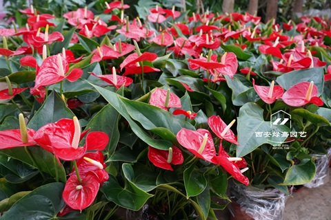 西安绿嘉园艺绿植租赁：以自有苗圃与专业车队，缔造古都生态办公