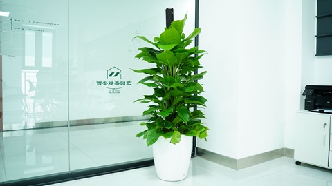 西安绿植租赁｜雁塔区办公绿植焕新养护服务圆满完成